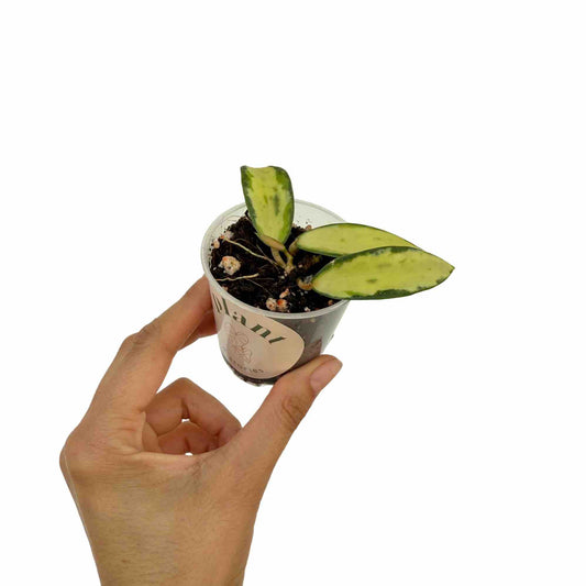 Jeune pousse de Hoya Acuta Inner Variegata avec des feuilles vert clair et des marges panachées, dans un petit pot en plastique transparent