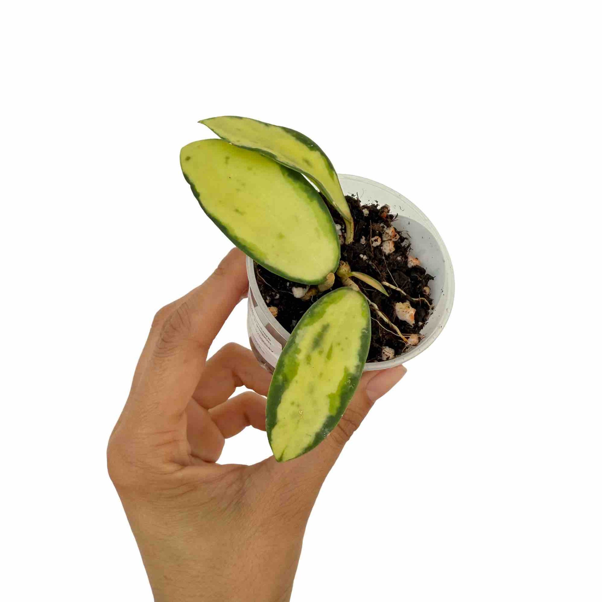 Hoya Acuta Inner Variegata avec ses jeunes feuilles vertes et jaunes dans son pot de culture transparent