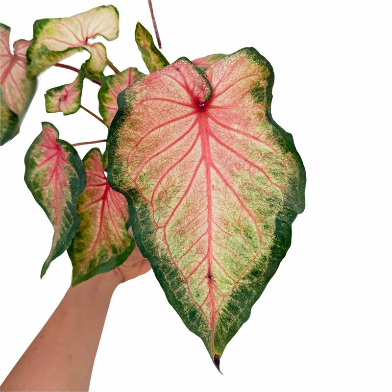 Caladium Florida Sweet Heart