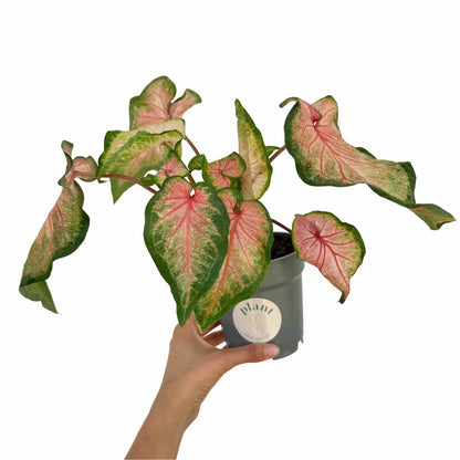 Caladium Florida Sweet Heart
