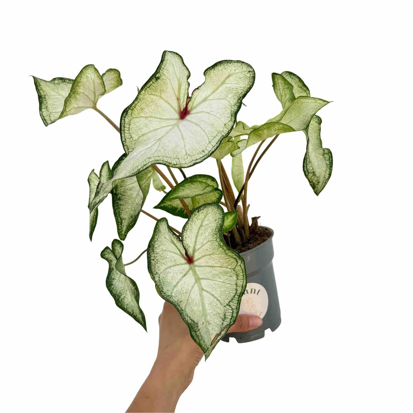 Caladium White Delight