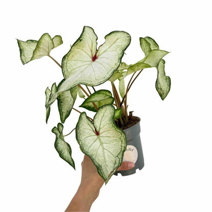 Caladium White Delight