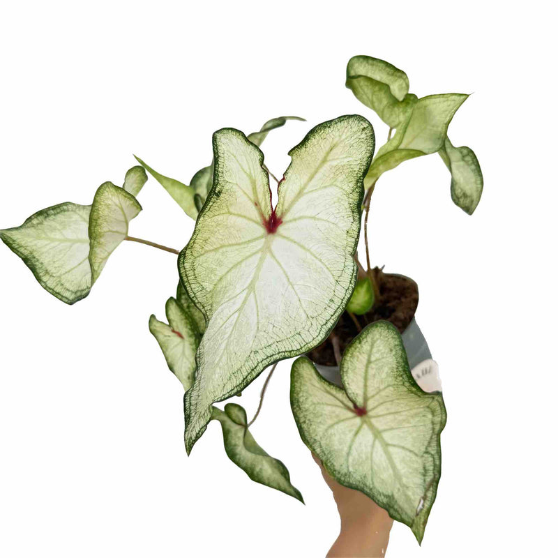Caladium White Delight
