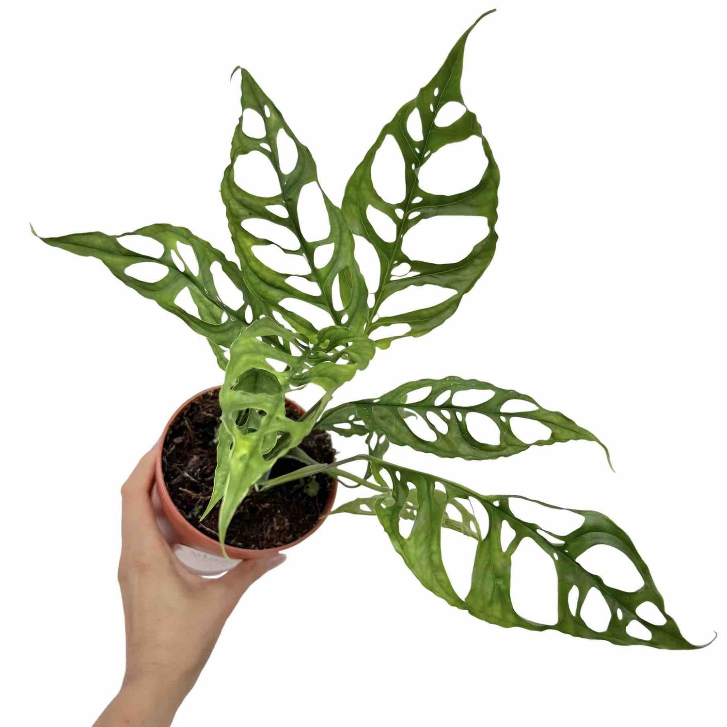 Monstera Obliqua Peru dans un pot en terre cuite, aux feuilles vert foncé très perforées et découpées