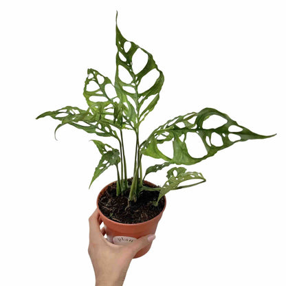 Monstera Obliqua Peru