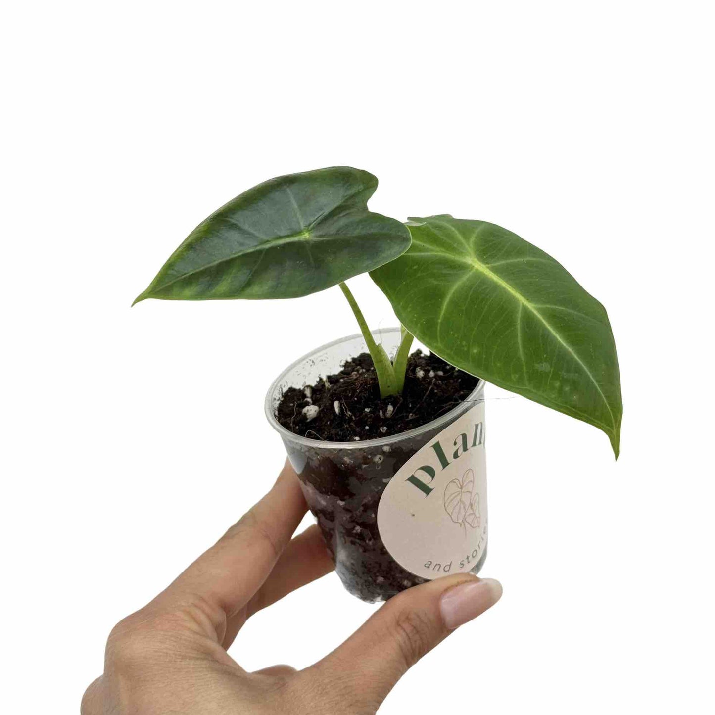 Alocasia Micholitziana (Frydek)