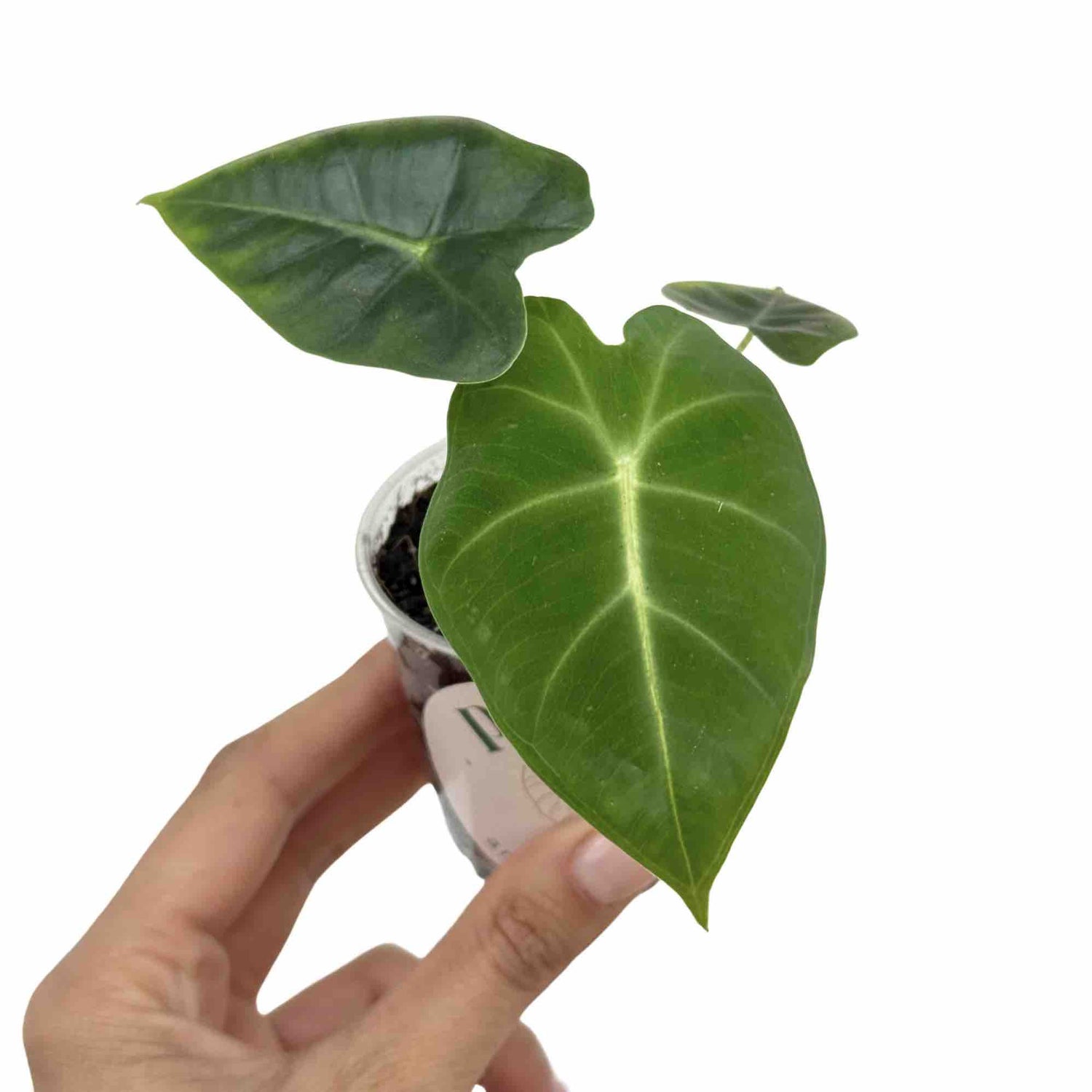Jeune Alocasia Micholitziana Frydek avec ses feuilles vert foncé et ses nervures claires dans son petit pot transparent