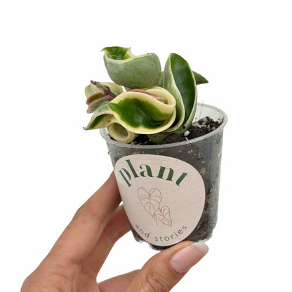 Hoya Compacta Variegata