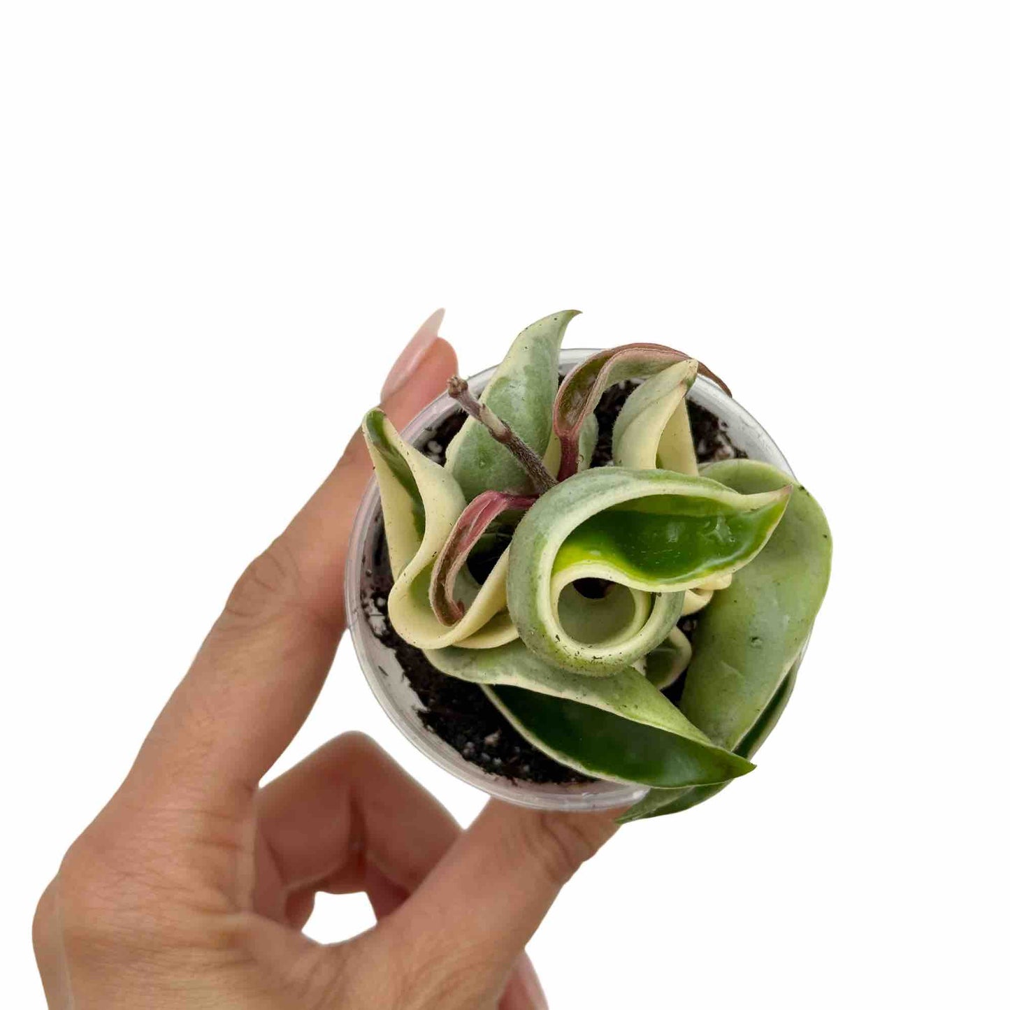 Hoya Compacta Variegata