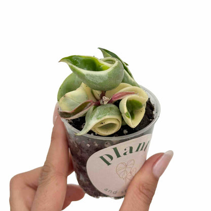 Hoya Compacta Variegata