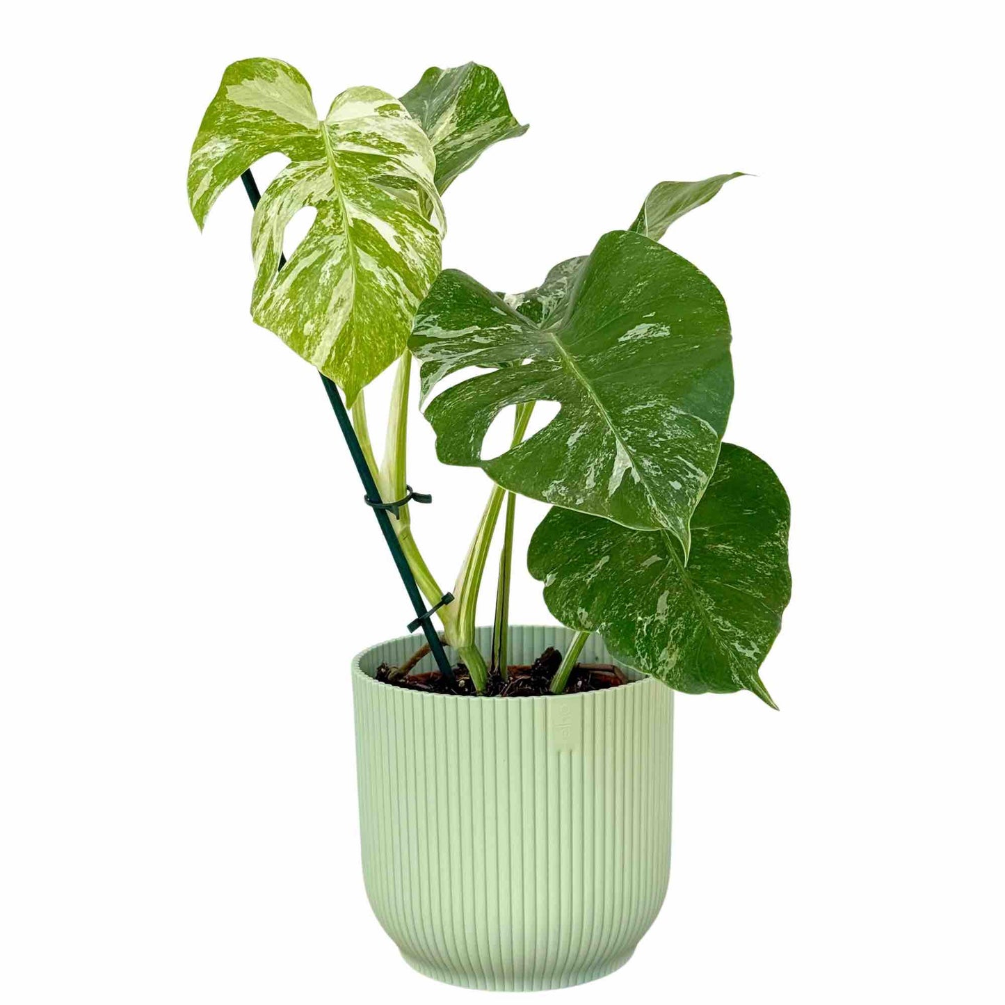 Monstera Variegata Borsigiana Rare Variegated Limited – plantandstories