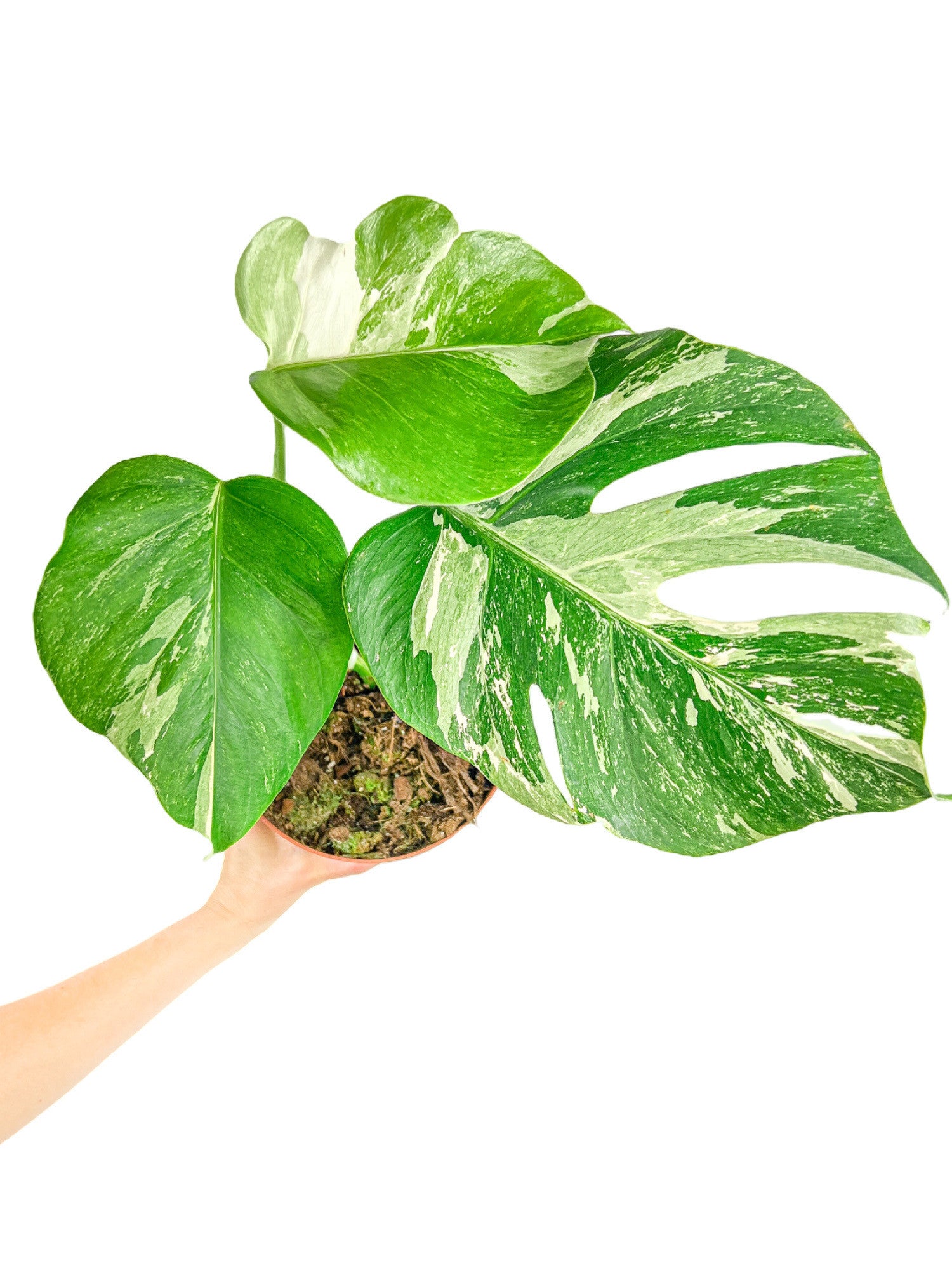VV43Monstera Legacy Variegata モンステラ レガシー 斑入り