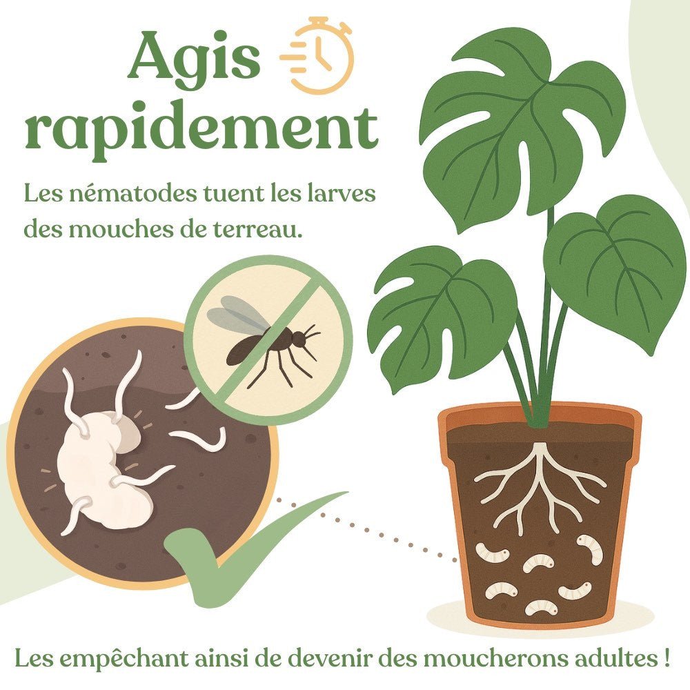 Nématodes Felti (SF) - Anti moucherons - Anti Sciarides - plantandstories