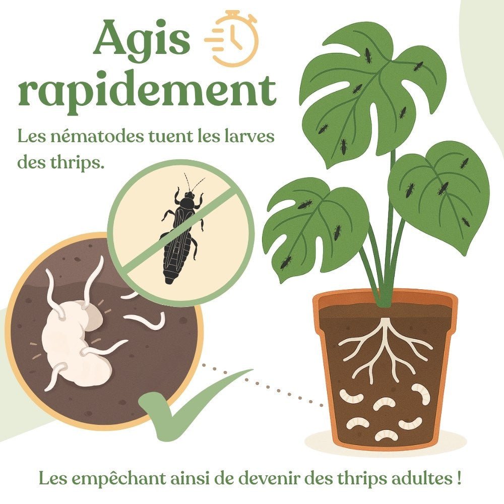 Nématodes Carpo - Anti Thrips - Nématodes contre thrips - plantandstories