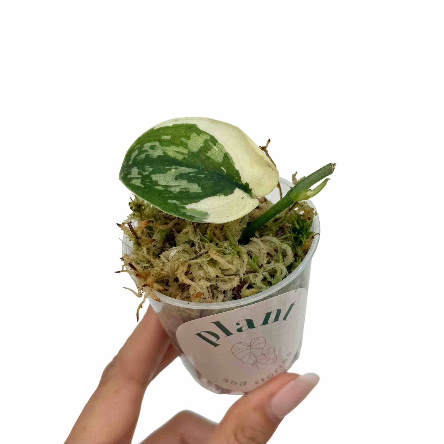 Scindapsus Mayari Variegata enraciné avec une grande feuille panachée verte et blanche dans un petit pot transparent rempli de sphaigne