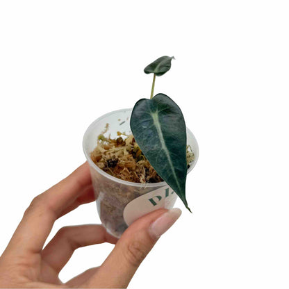 Alocasia Bambino Arrow