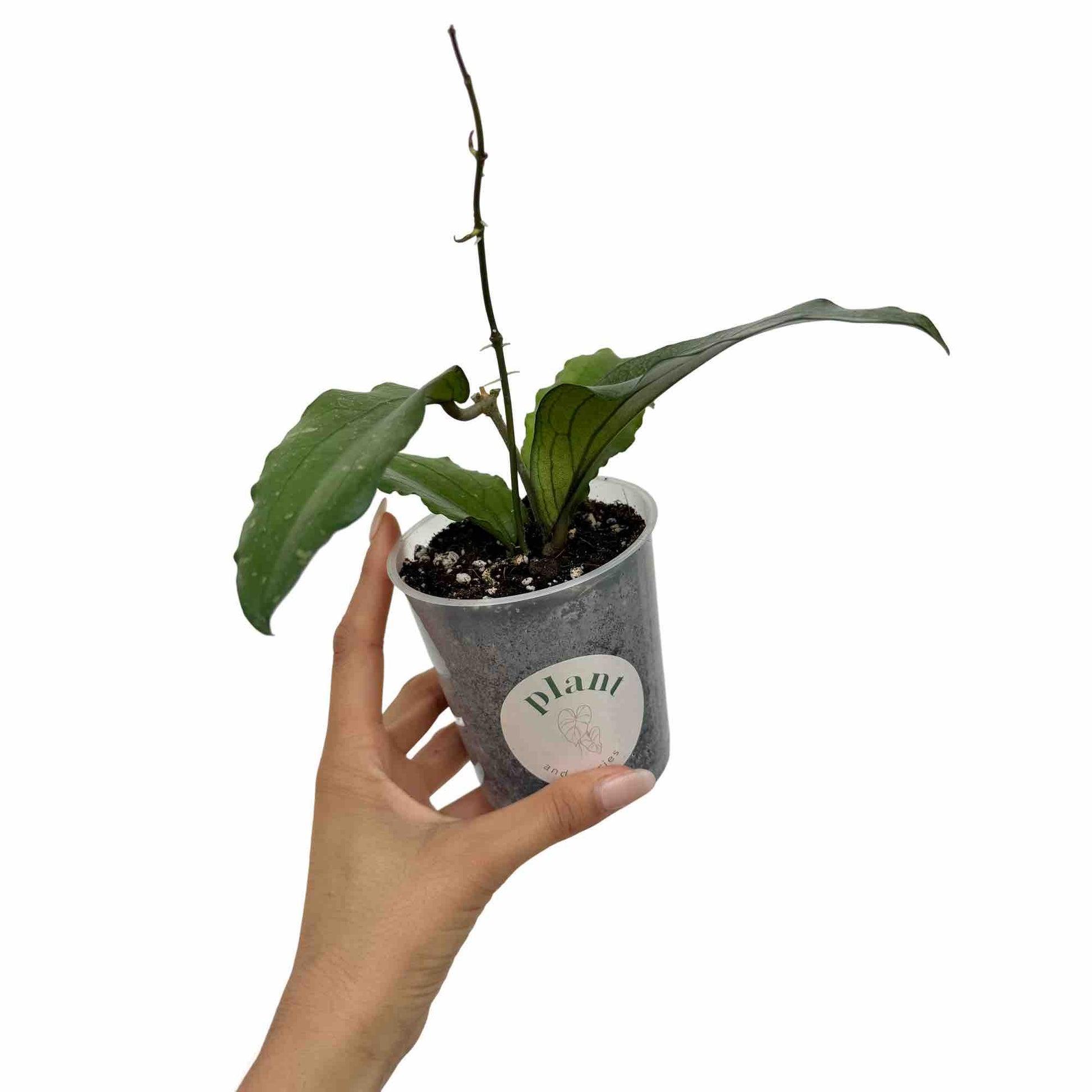 Hoya Erythrina - plantandstories