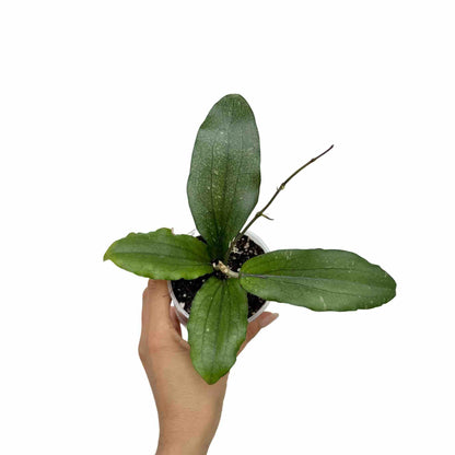 Hoya Erythrina - plantandstories