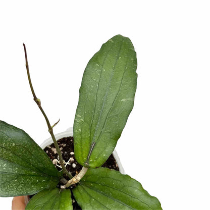 Hoya Erythrina - plantandstories