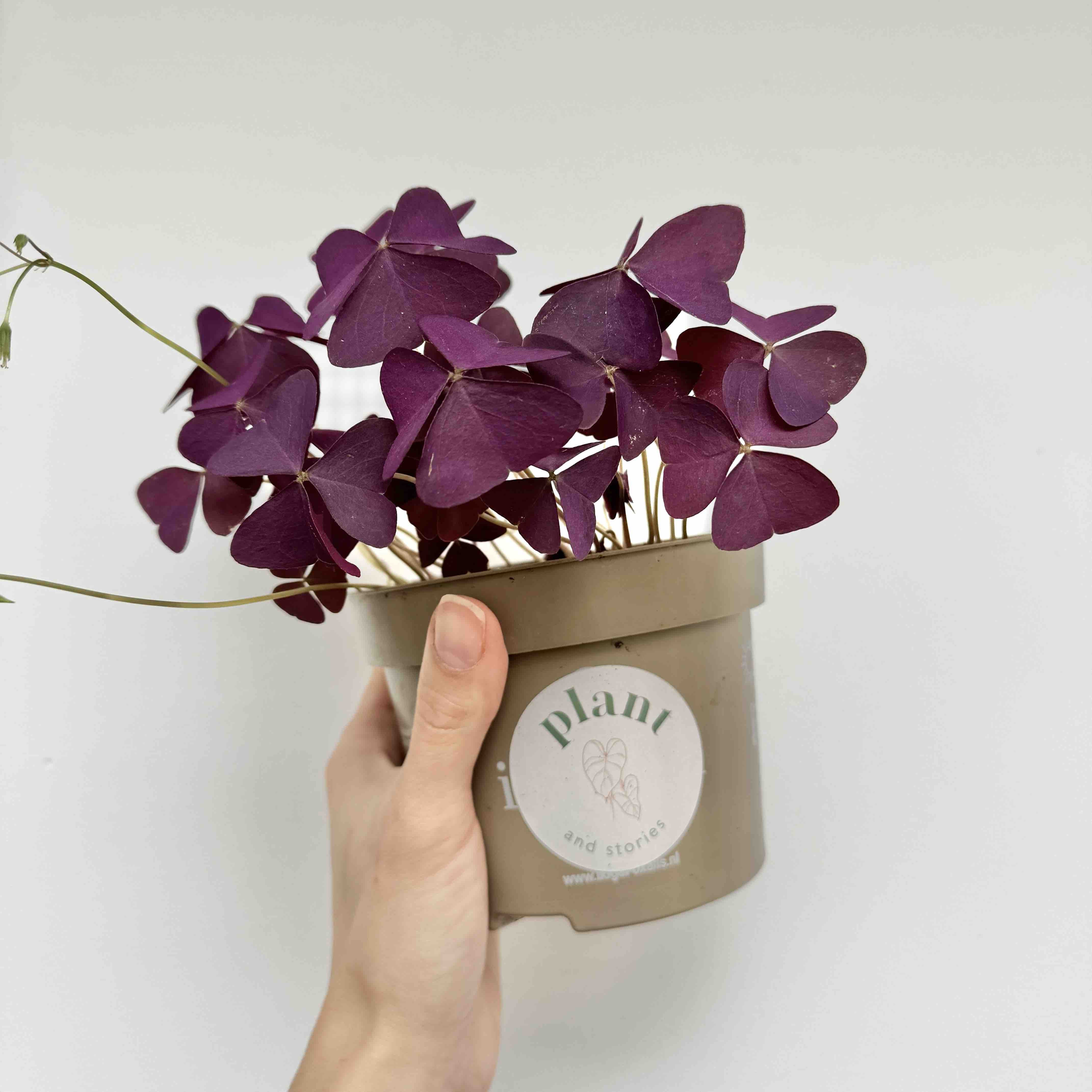 Oxalis triangularis, Purple Foliage, Butterfly Clovers