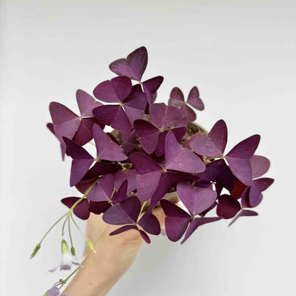 Oxalis Triangularis