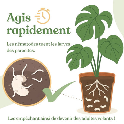 Duo Nématodes Anti moucherons et Anti Thrips + 20 pièges englués offerts - Pack nématodes 10 millions pour chacun - plantandstories