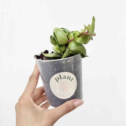 Hoya Compacta Mauna Loa