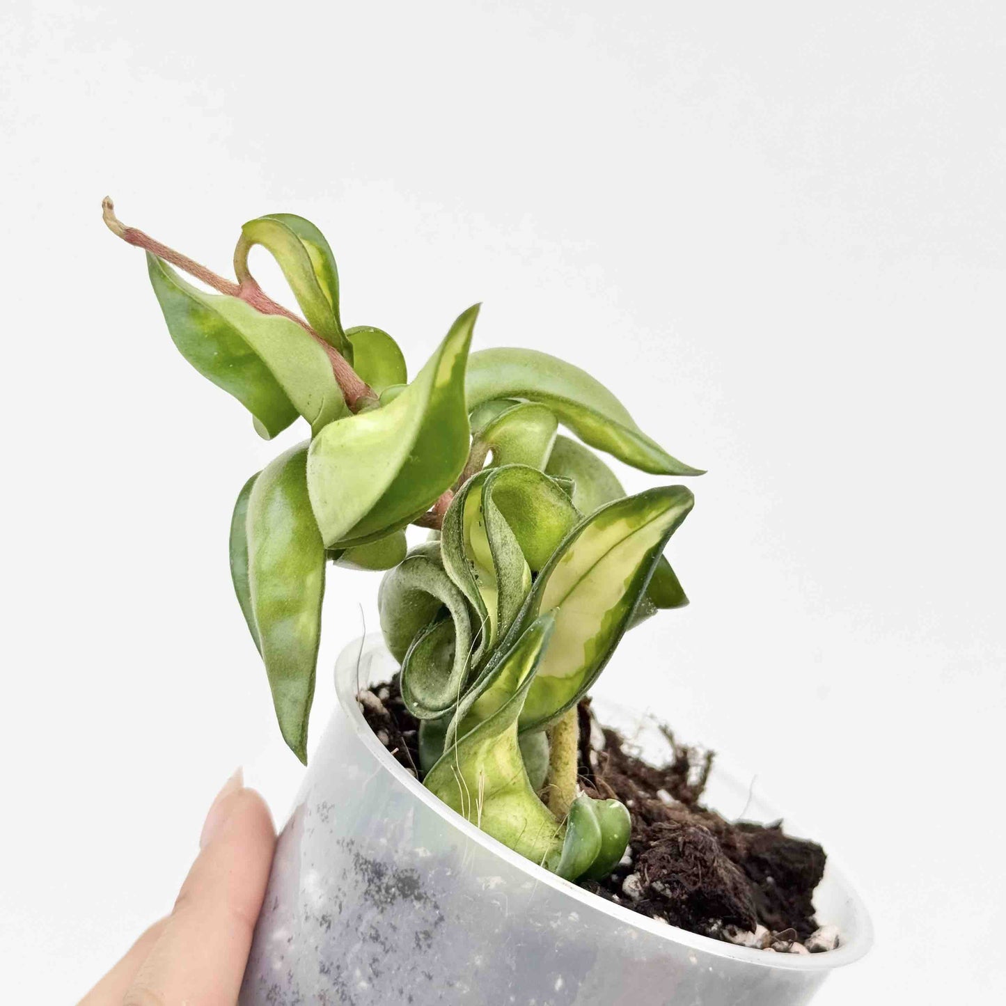 Hoya Compacta Mauna Loa