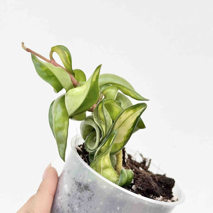 Hoya Compacta Mauna Loa