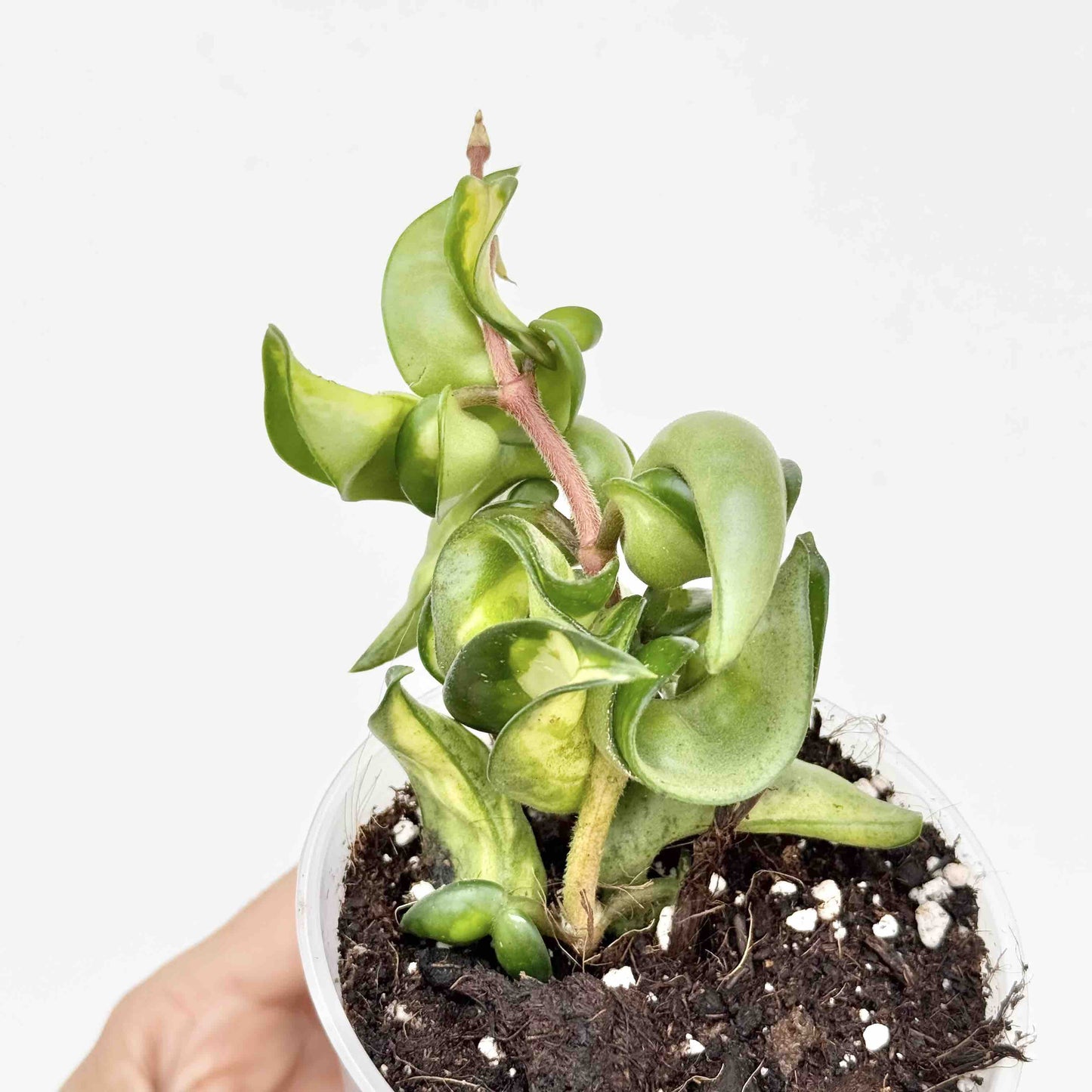 Hoya Compacta Mauna Loa