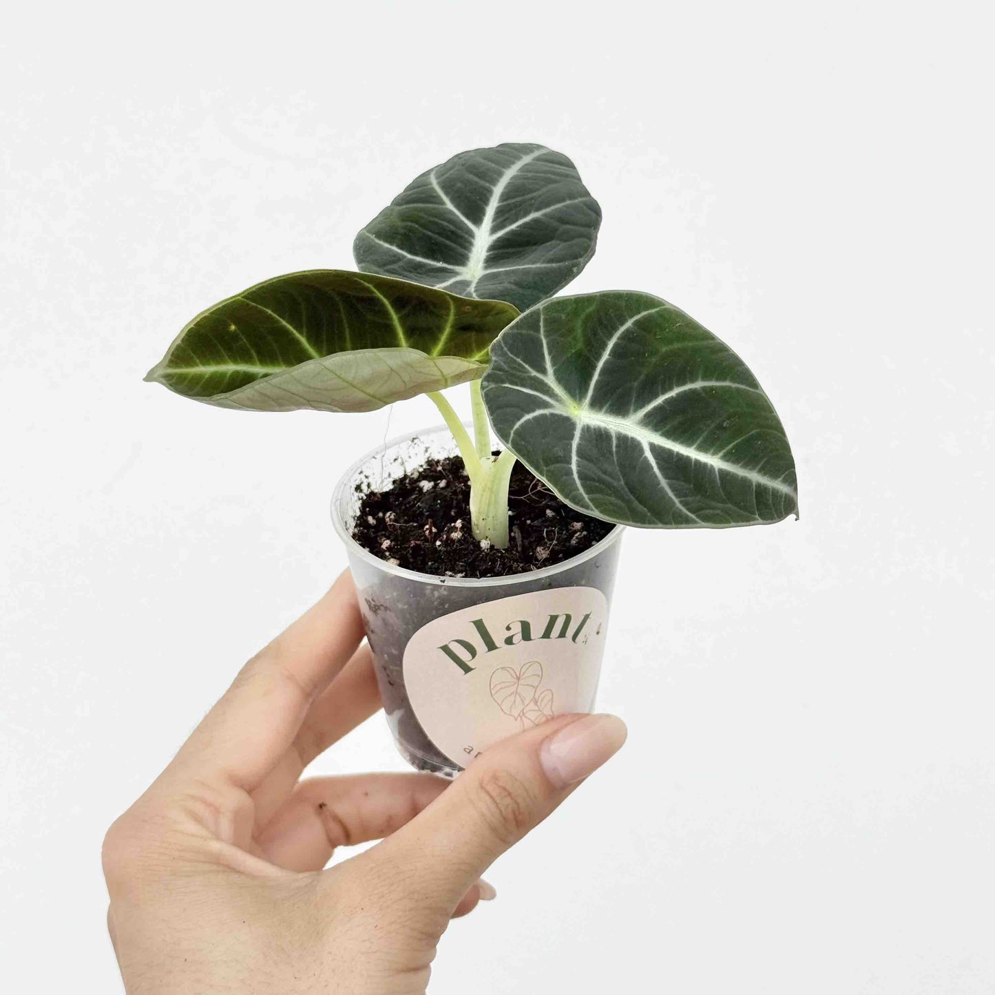 Alocasia Black Velvet