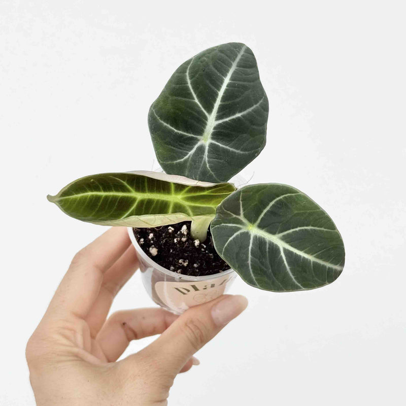 Alocasia Black Velvet