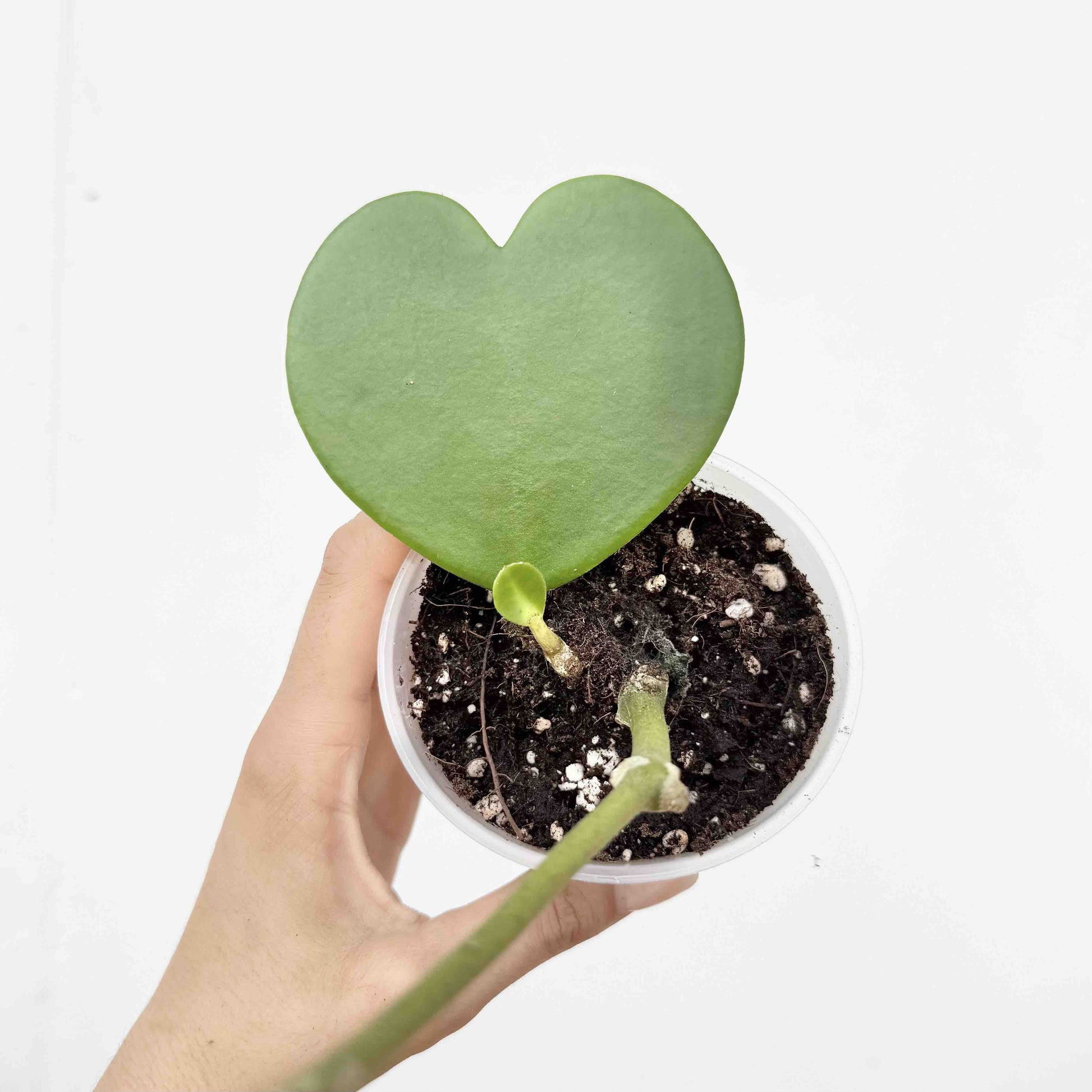 single leaf succulent Hoya Kerrii Pots 6cm 9cm Wax Flowers Production – plantandstories