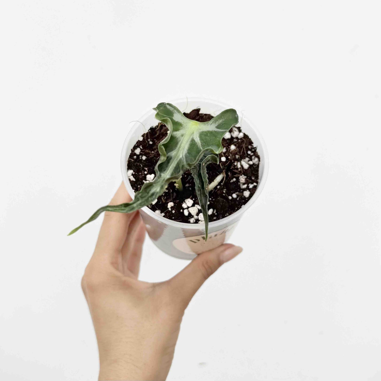 Alocasia Loco