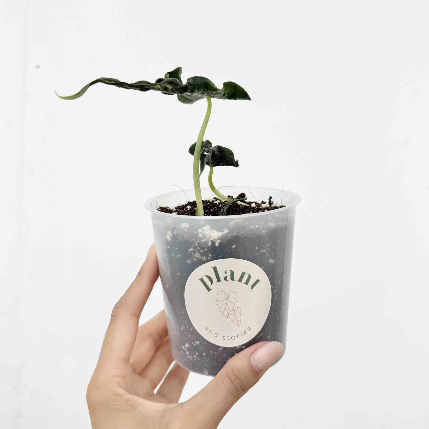 Alocasia Loco