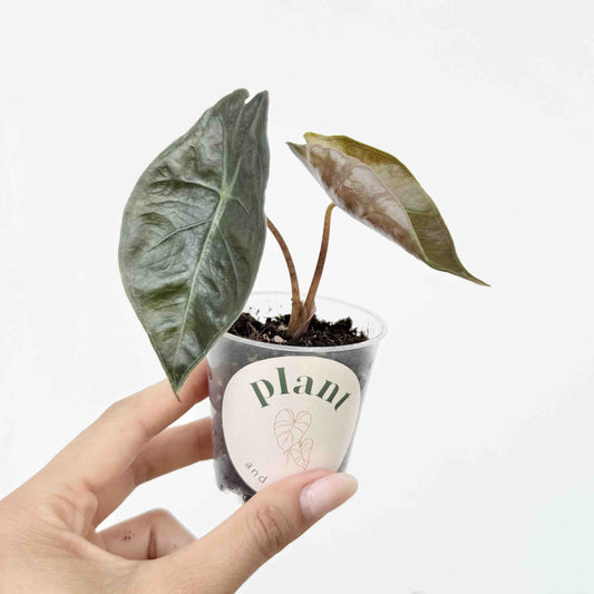 Alocasia Suhirmaniana Red Petiole