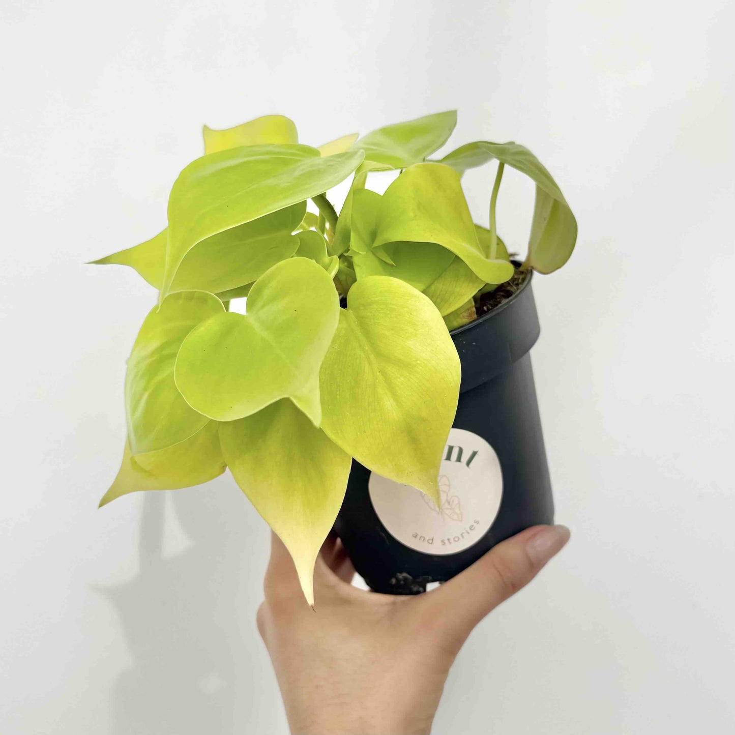 Philodendron Scandens Lemon Lime