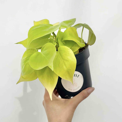 Philodendron Scandens Lemon Lime