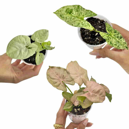 Trio Syngonium | Syngonium Neon Robusta - Syngonium Mojito - Syngonium Confetti