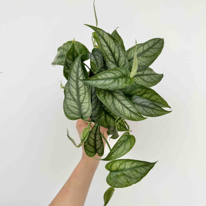 Monstera Siltepecana