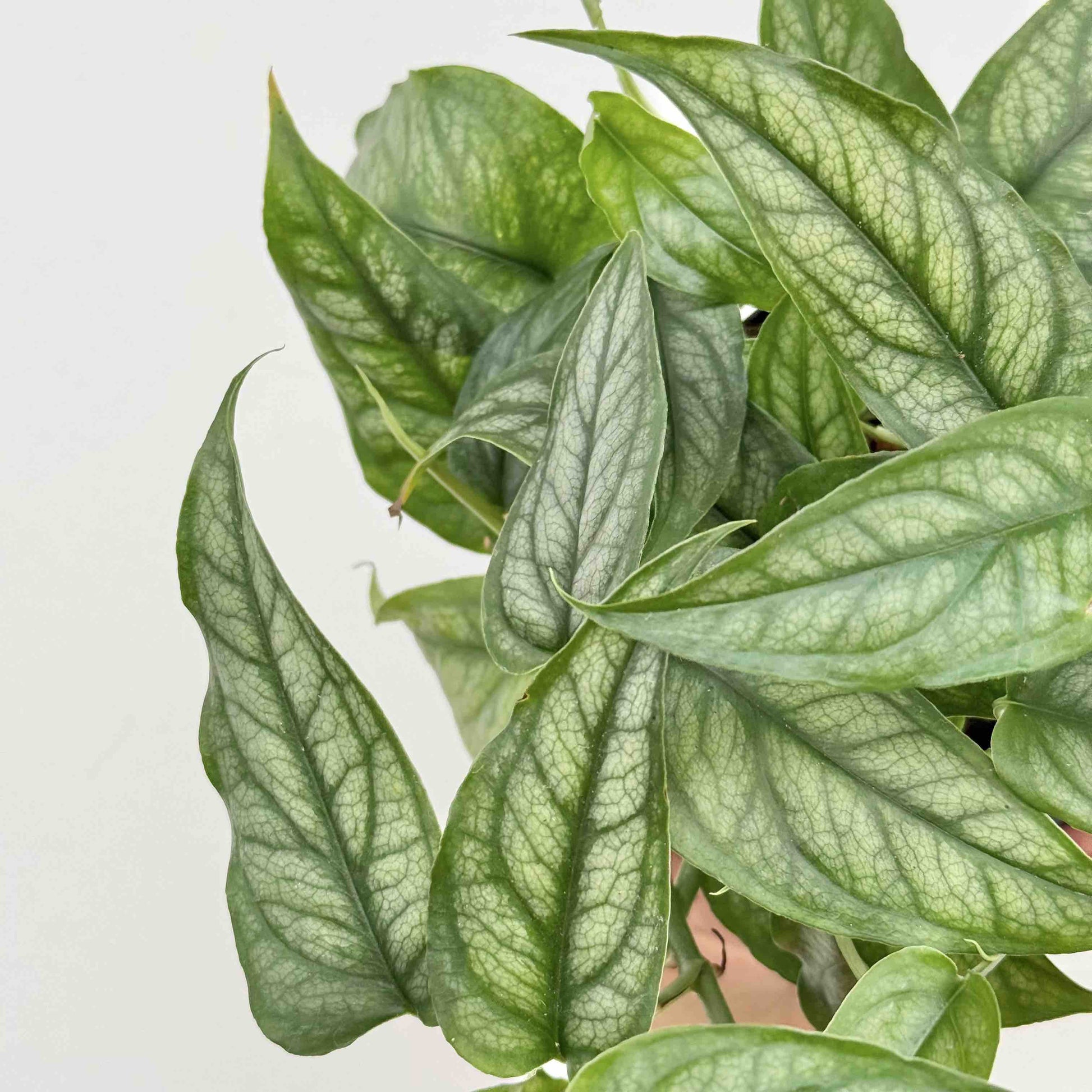 Monstera Siltepecana Elegant Plant Easy Care – plantandstories