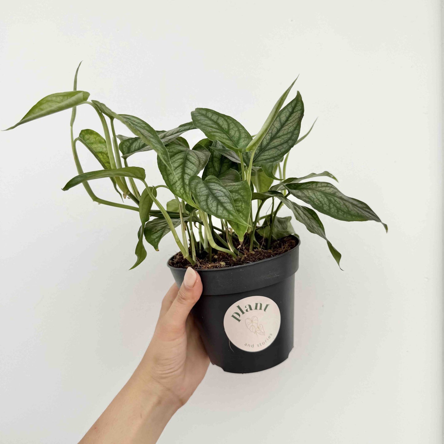 Monstera Siltepecana