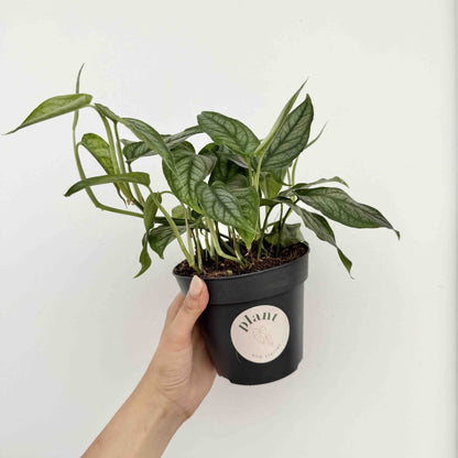 Monstera Siltepecana Elegant Plant Easy Care – plantandstories