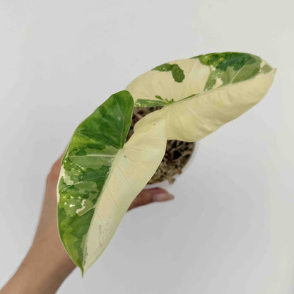 Alocasia Macrorrhiza variegata