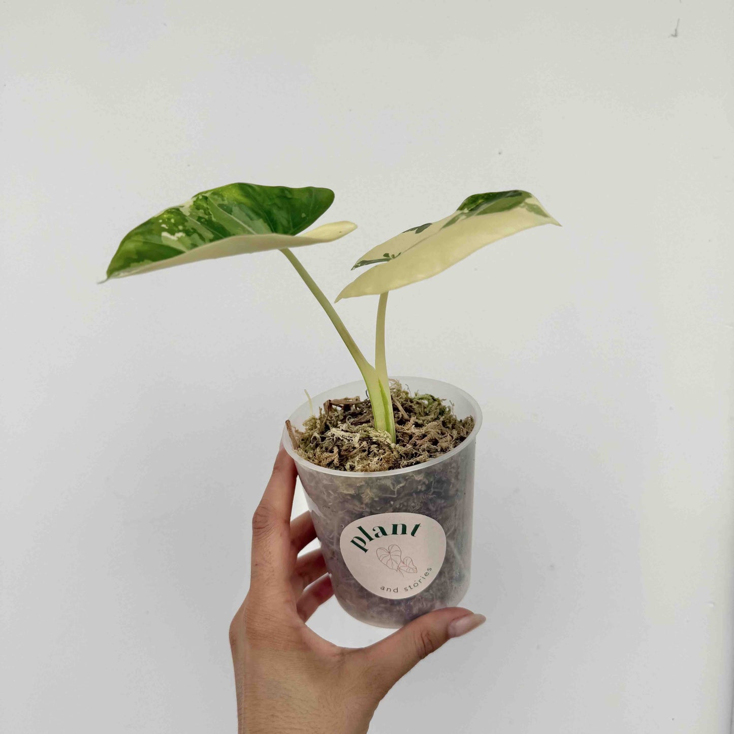 Alocasia Macrorrhiza variegata