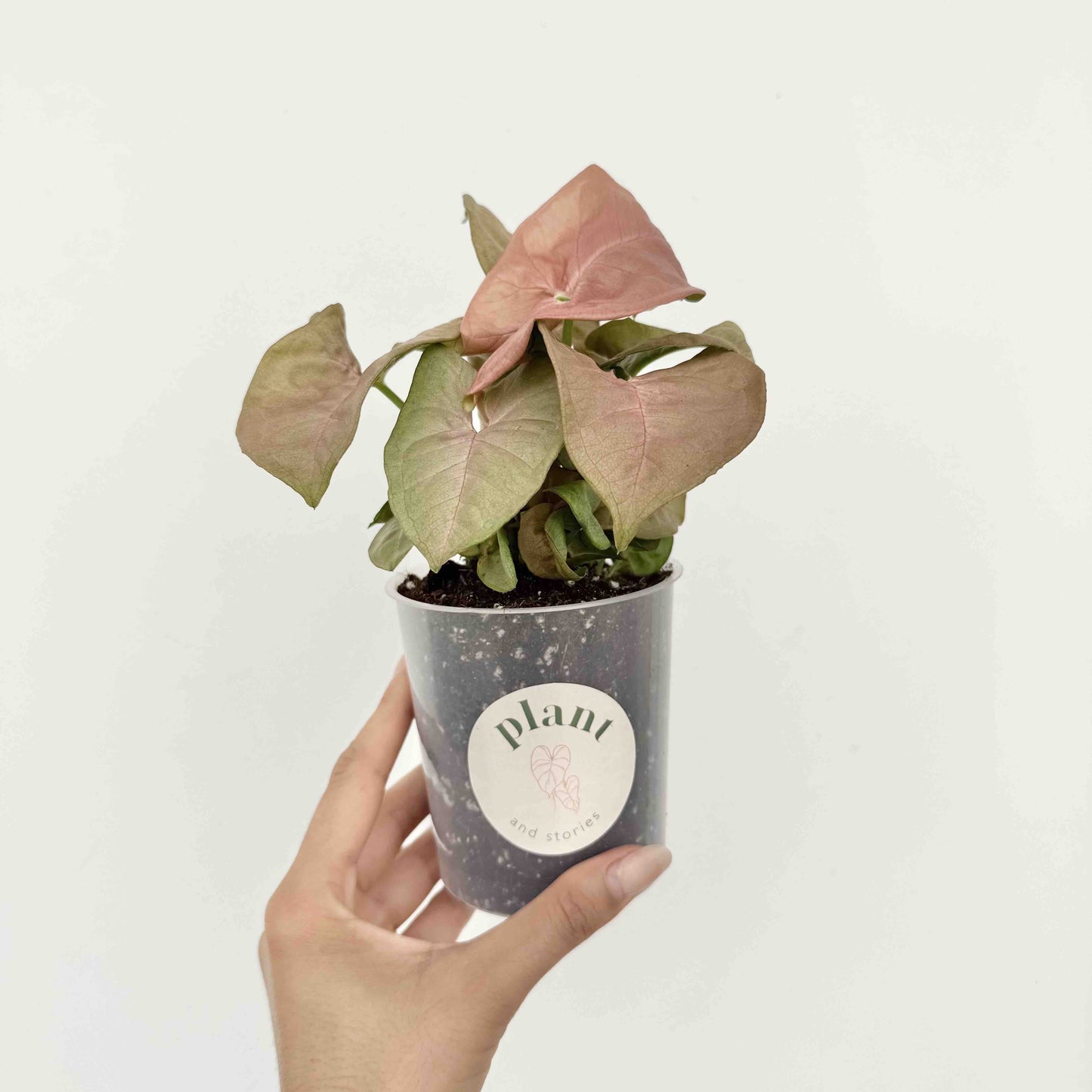 Syngonium Neon Robusta