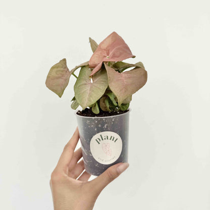 Syngonium Neon Robusta