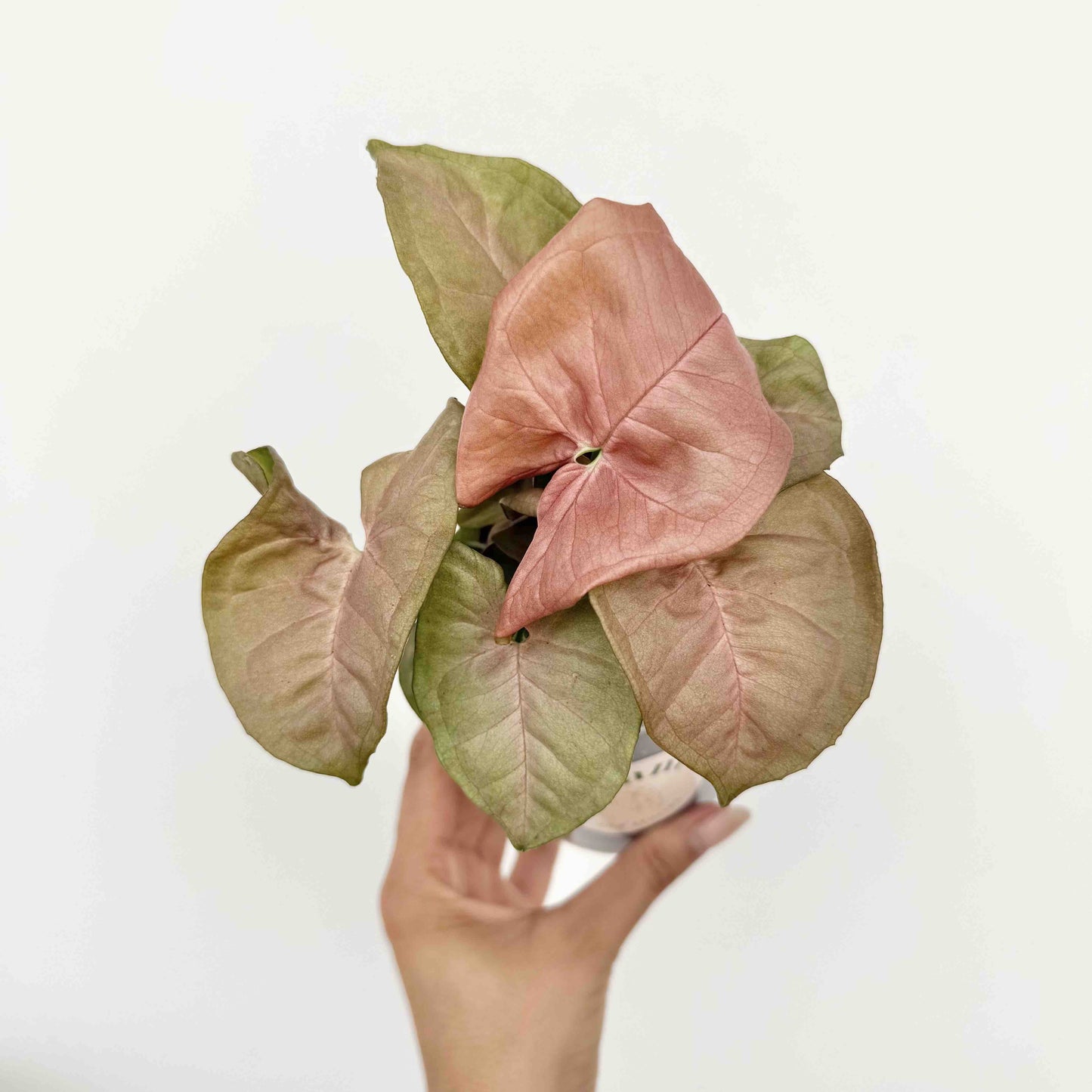 Syngonium Neon Robusta