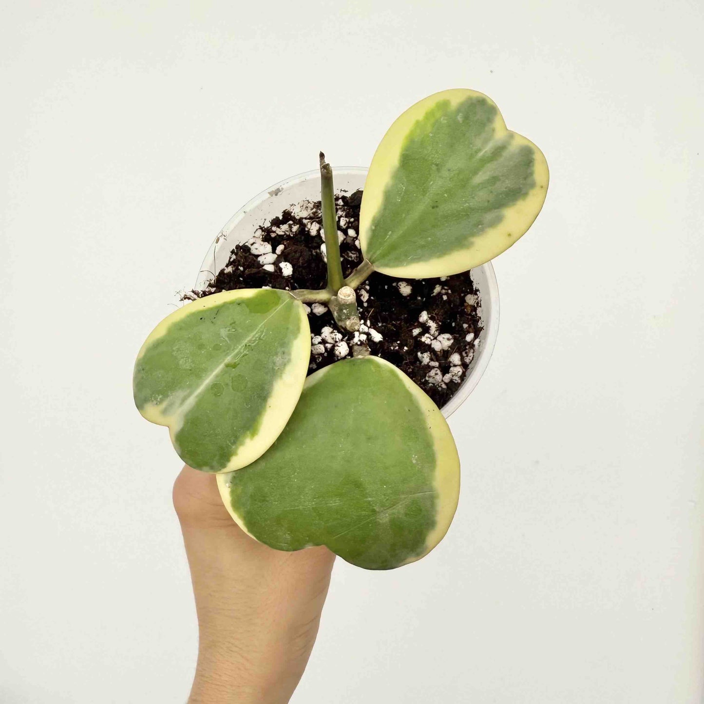 Hoya Kerrii Variegata