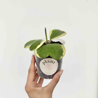 Hoya Kerrii Variegata